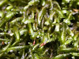 Attēlu rezultāti vaicājumam “Homalia trichomanoides sporophyte”