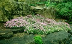 Attēlu rezultāti vaicājumam “Aubrieta deltoidea leaf”