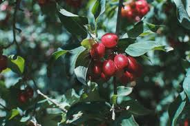 Attēlu rezultāti vaicājumam “Cornus sericea fruit”