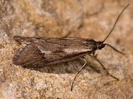 Attēlu rezultāti vaicājumam “Diurnea lipsiella”