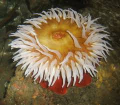 Attēlu rezultāti vaicājumam “Anemone”