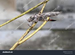 Attēlu rezultāti vaicājumam “Nycteola sp.”