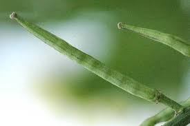 Attēlu rezultāti vaicājumam “Sinapis arvensis fruit”