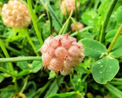 Attēlu rezultāti vaicājumam “Trifolium fragiferum”