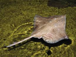 Image result for Rhinoptera brasiliensis