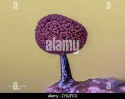 Attēlu rezultāti vaicājumam “Paradiacheopsis sp.”