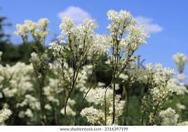 Attēlu rezultāti vaicājumam “Filipendula vulgaris flower”
