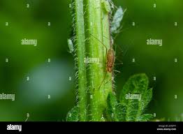 Attēlu rezultāti vaicājumam “Aphididae”