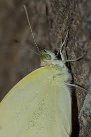 Attēlu rezultāti vaicājumam “Pieris rapae female”