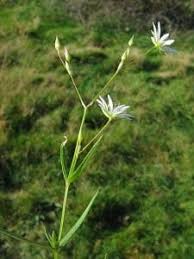 Attēlu rezultāti vaicājumam “Stellaria graminea flower”