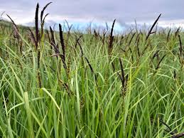 Attēlu rezultāti vaicājumam “Carex acutiformis”