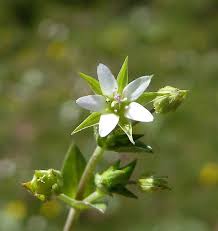 Attēlu rezultāti vaicājumam “Arenaria serpyllifolia flower”
