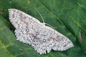 Attēlu rezultāti vaicājumam “Cyclophora pendularia”