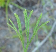 Attēlu rezultāti vaicājumam “Diphasiastrum tristachyum”