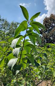 Attēlu rezultāti vaicājumam “Chionanthus virginicus leaf”