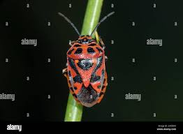 Attēlu rezultāti vaicājumam “Eurydema dominulus imago”