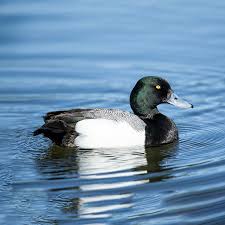 Image result for Aythya marila