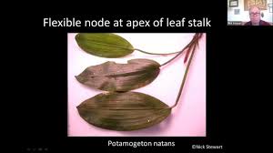 Attēlu rezultāti vaicājumam “Potamogeton natans leaf”