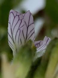 Attēlu rezultāti vaicājumam “Raphanus raphanistrum flower”