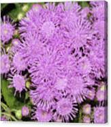 Image result for Ageratum mexicanum