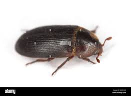 Attēlu rezultāti vaicājumam “Dermestidae”