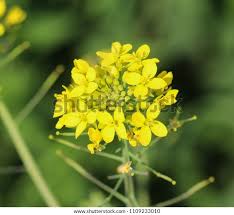 Attēlu rezultāti vaicājumam “Rorippa sylvestris flower”