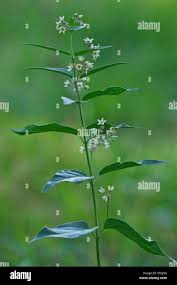 Attēlu rezultāti vaicājumam “Vincetoxicum hirundinaria fruit”