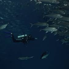 Image result for Tornado Divers