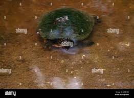 Attēlu rezultāti vaicājumam “Reticularia sp.”