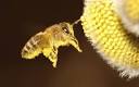 Mobile phones responsible for disappearance of honey bee - Telegraph