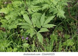 Attēlu rezultāti vaicājumam “Cardamine bulbifera leaf”