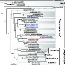 Attēlu rezultāti vaicājumam “Lamproderma violaceum stalked”