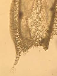 Attēlu rezultāti vaicājumam “Sciuro-hypnum reflexum”