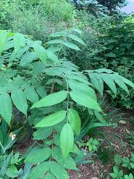Attēlu rezultāti vaicājumam “Juglans x sinensis leaf”