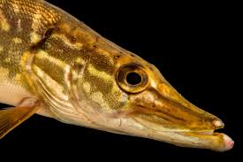 Attēlu rezultāti vaicājumam “Esox lucius”