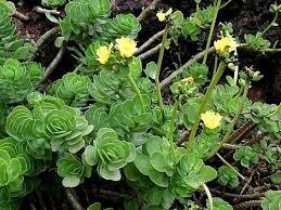 Attēlu rezultāti vaicājumam “Portulacaceae”