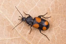 Attēlu rezultāti vaicājumam “Panagaeus cruxmajor”