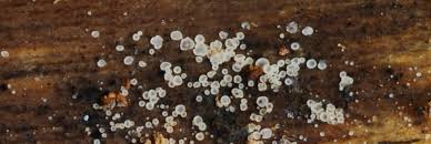 Attēlu rezultāti vaicājumam “Hyaloscypha hyalina”