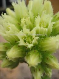 Attēlu rezultāti vaicājumam “Jovibarba globifera bud”