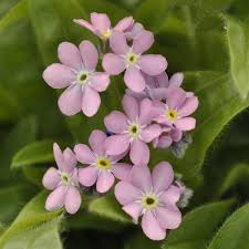 Attēlu rezultāti vaicājumam “Myosotis”