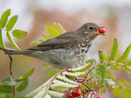 Image result for Catharus ustulatus