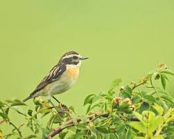 Attēlu rezultāti vaicājumam “Saxicola rubetra adult”