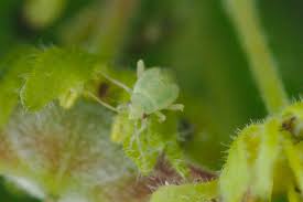 Attēlu rezultāti vaicājumam “Psallus sp.”