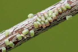 Attēlu rezultāti vaicājumam “Aethalura punctulata”