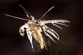 Attēlu rezultāti vaicājumam “Akanthomyces aculeatus”