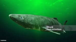 Image result for Somniosus microcephalus