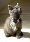 Tripod Kitten [