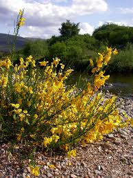 Attēlu rezultāti vaicājumam “Cytisus scoparius flower”