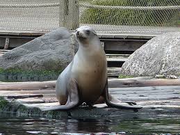 Image result for Zalophus californianus