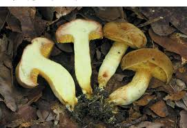 Attēlu rezultāti vaicājumam “Xerocomus subtomentosus”